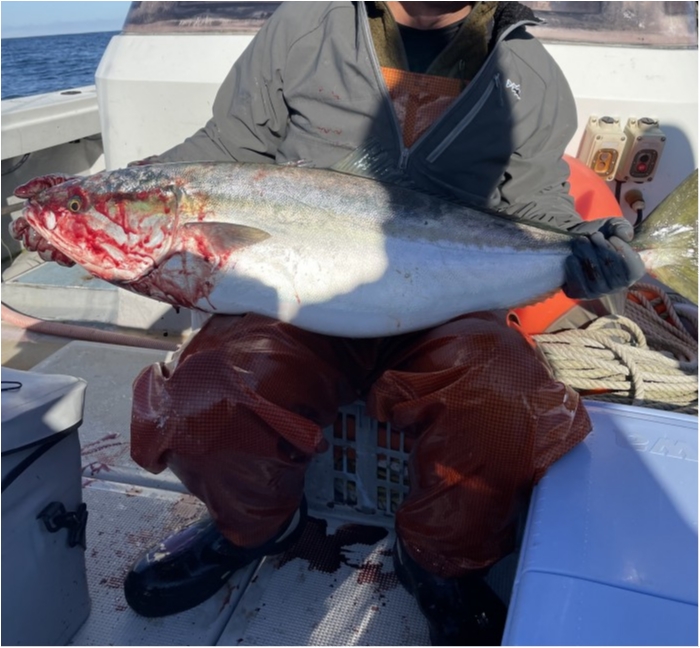 出ました‼️これぞ寒鰤、12キロ超え‼️ の写真