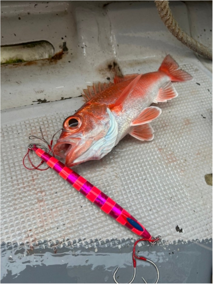 近況報告 の写真