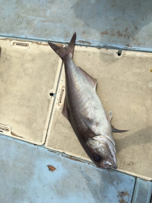 メダイ釣りに の写真