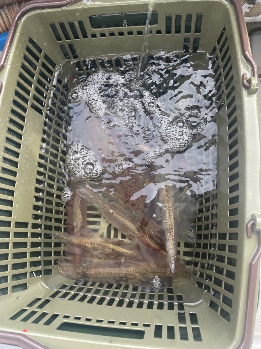 週末はヤリイカ行って来ました。 の写真