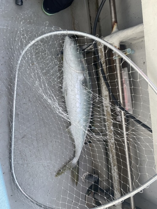 時化明け明日からしばらく出船出出来ます‼️ の写真