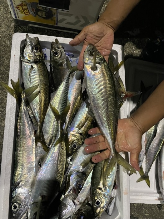 イカメタル、バチコン試し釣り の写真