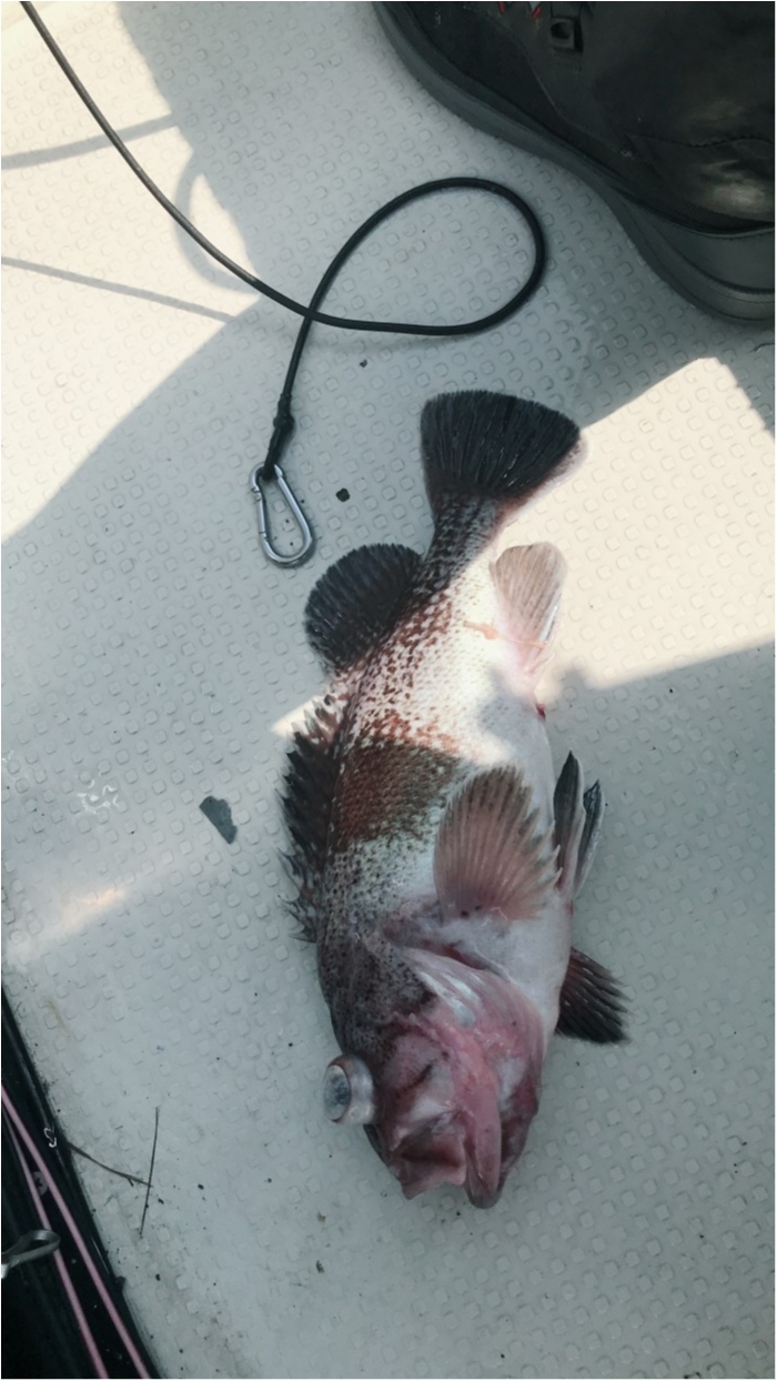 5/27中深海試し釣り の写真