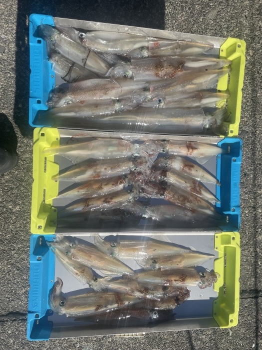 ヤリイカ便 の写真