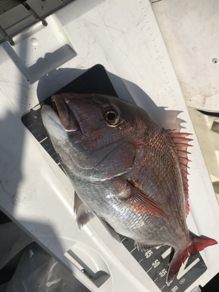 4月21日五目釣りチャーター便 の写真