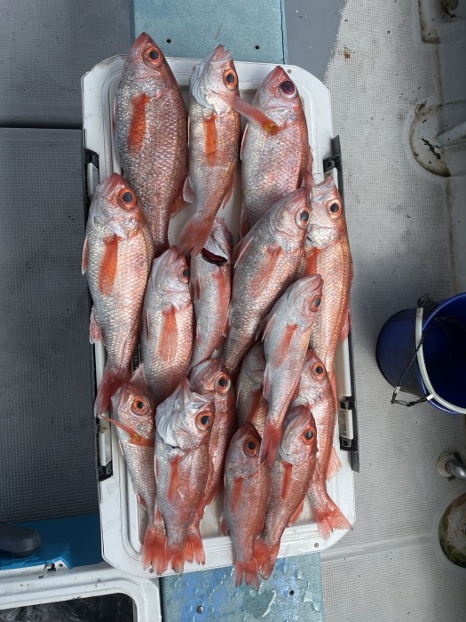 æ˜¨æ—¥ã€æœ¬æ—¥å…±ã«ã‚¢ã‚«ãƒ ãƒ„ãƒã‚¯ãƒã‚¯ã§ã™ã‚ˆâ€¼ï¸ の写真