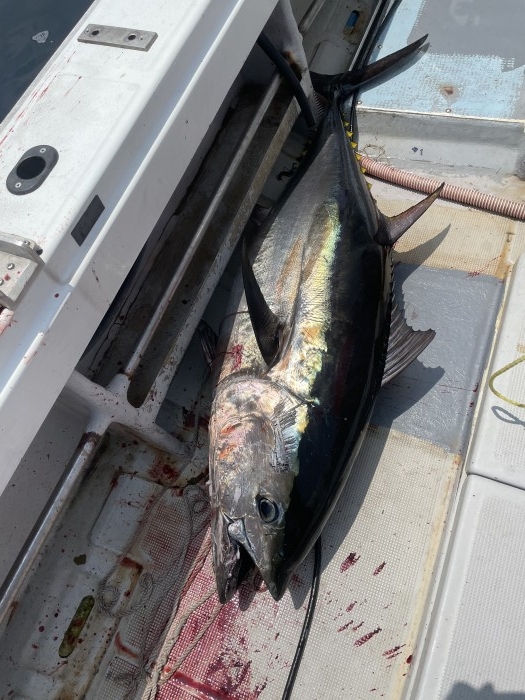 今日もマグロだらけです の写真