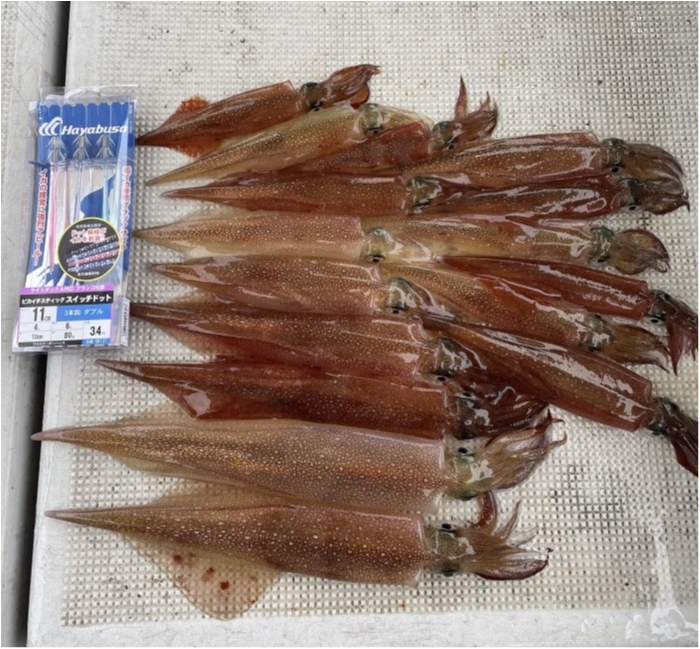 明日は今季初ヤリイカやります。 の写真