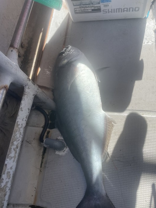 æ˜Žæ—¥ãƒ¡ãƒ€ã‚¤ãƒ«ã‚¢ãƒ¼ã€æ˜Žå¾Œæ—¥ãƒªã‚¯ã‚¨ã‚¹ãƒˆæ€¥å‹Ÿâ€¼ï¸ の写真