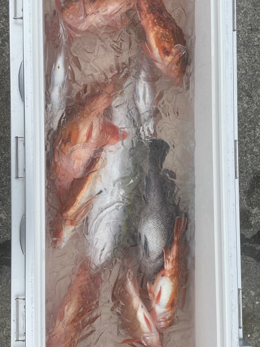 タイラãƒã€LTジギング の写真