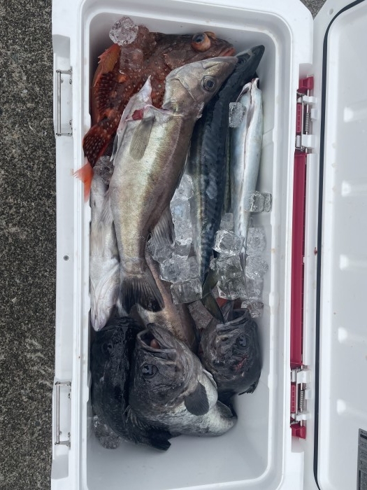 本日はタイラバ便でした。 の写真