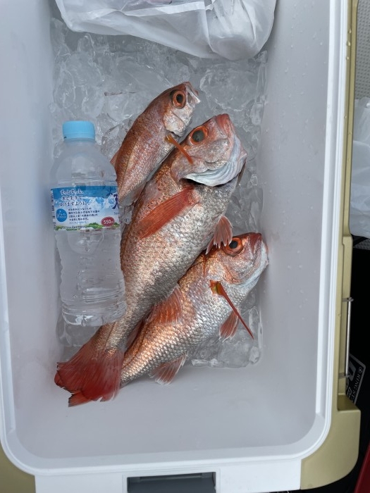 明日はアカムツ募集中 の写真