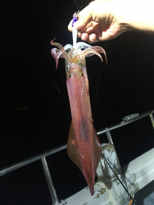 アカイカまだまだいけます。 の写真