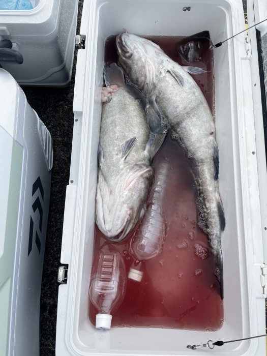 仕立て便青物、マダラ の写真