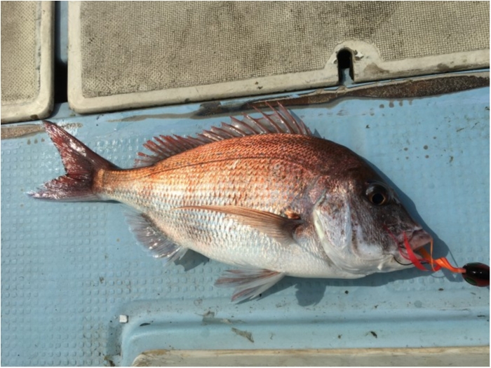鯛ラバ試し釣りに行って来ました。 の写真