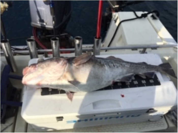 12月22日真鱈便 の写真