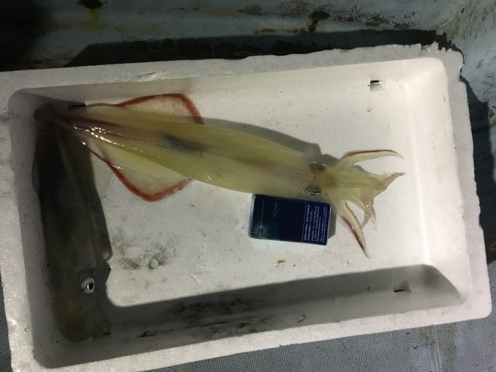 イカメタル の写真