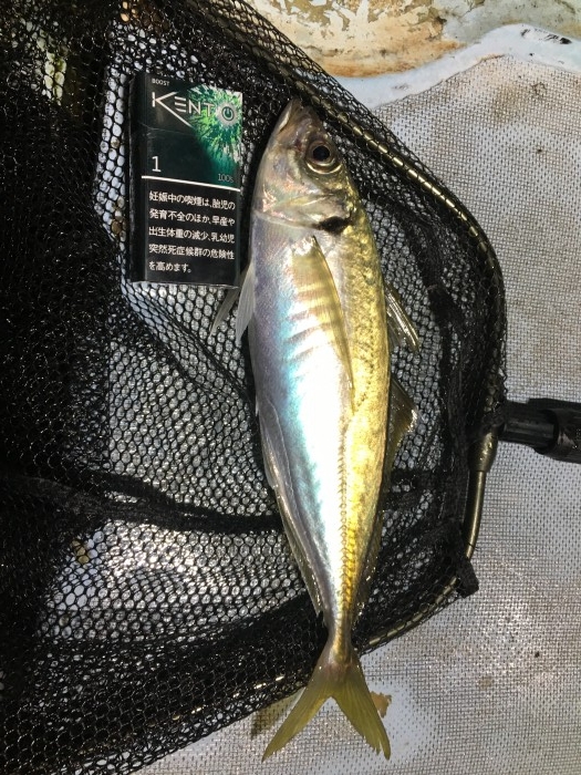 イカメタル、バチコン の写真