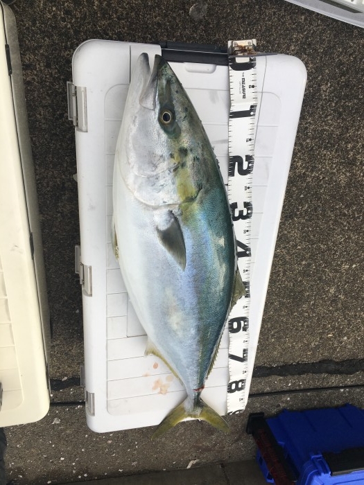 鰤ジギング空き状況 の写真