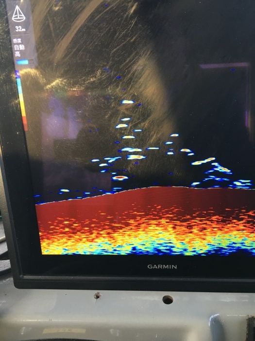 今日は真鯛反応バリバリ の写真