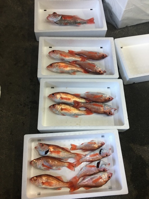 昨日はアカムツ調査 の写真