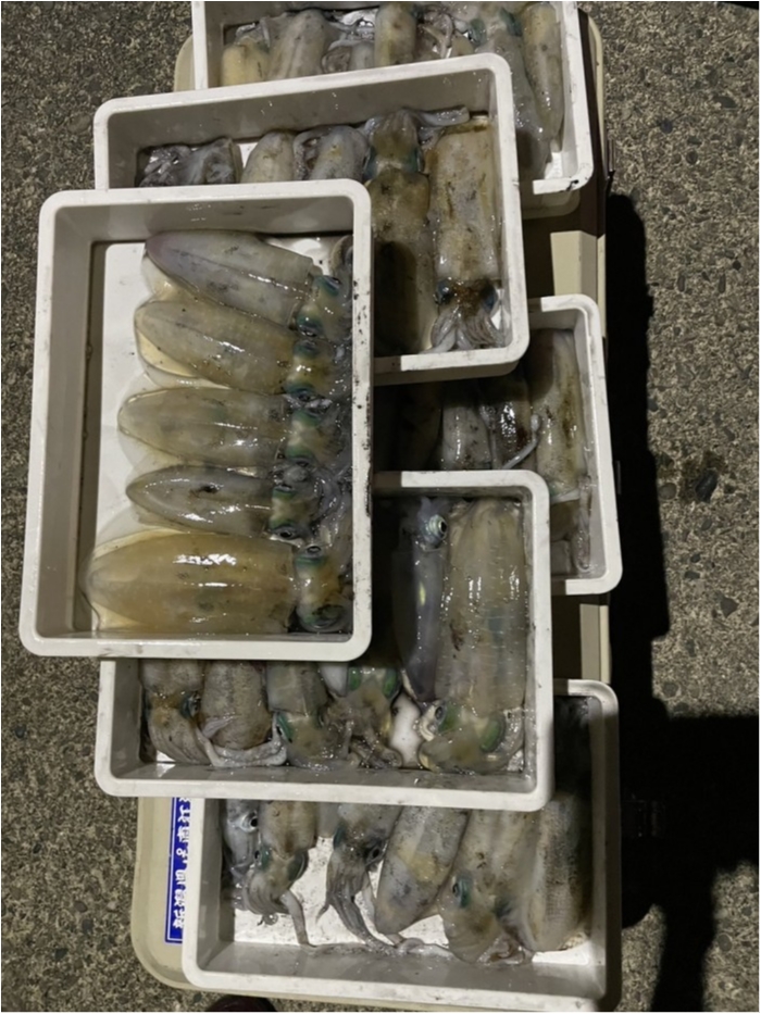 今日から凪です。ナイト船アオリおすすめです。 の写真