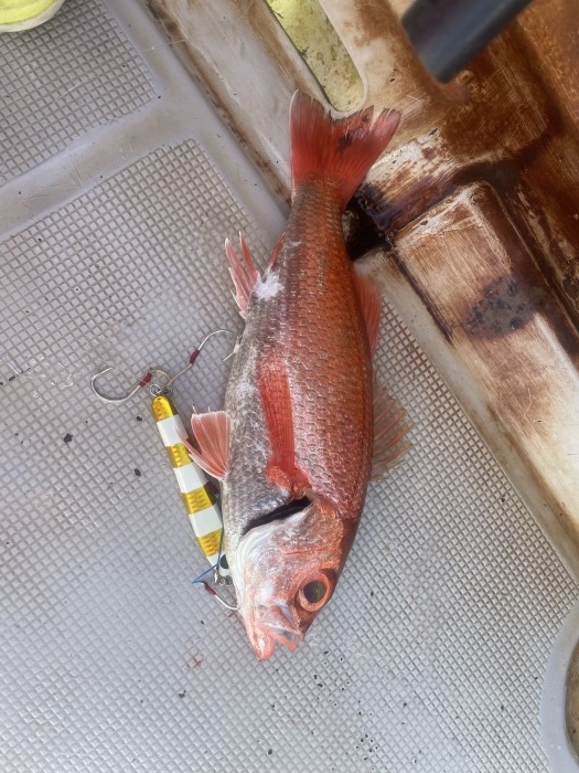 明日はアカムツスロージギング の写真