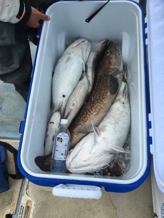 お一人様で真鱈釣り の写真