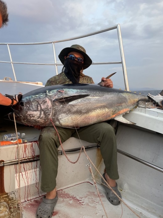 クロマグロ新しい群れは大型ばかりです。 の写真