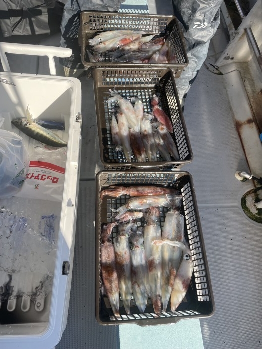 ヤリイカ好調です。 の写真