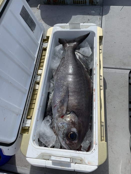 連日目鯛絶好調 の写真