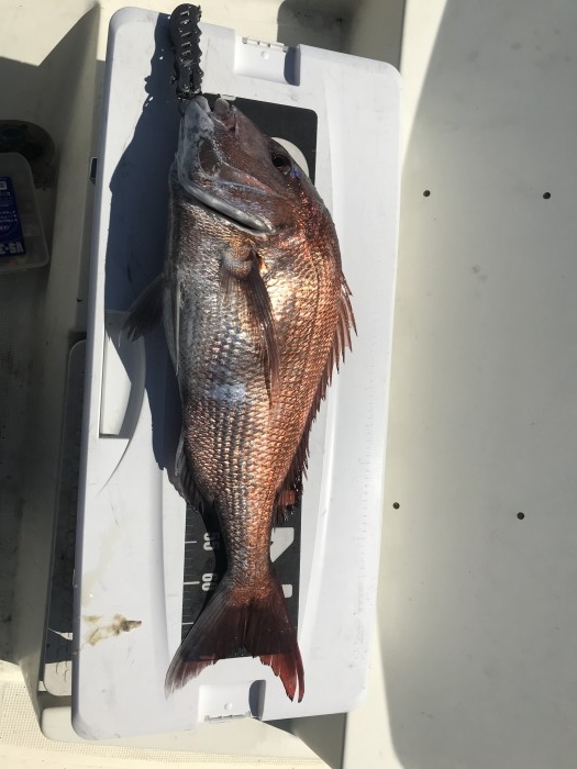 プライベート釣行でタイラバ、フカセに行って来ました。 の写真