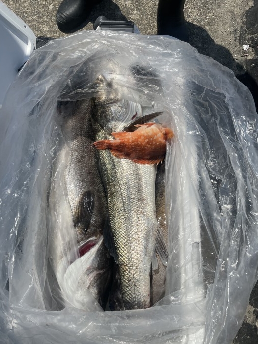 15日タイラバ、ライトジギング の写真