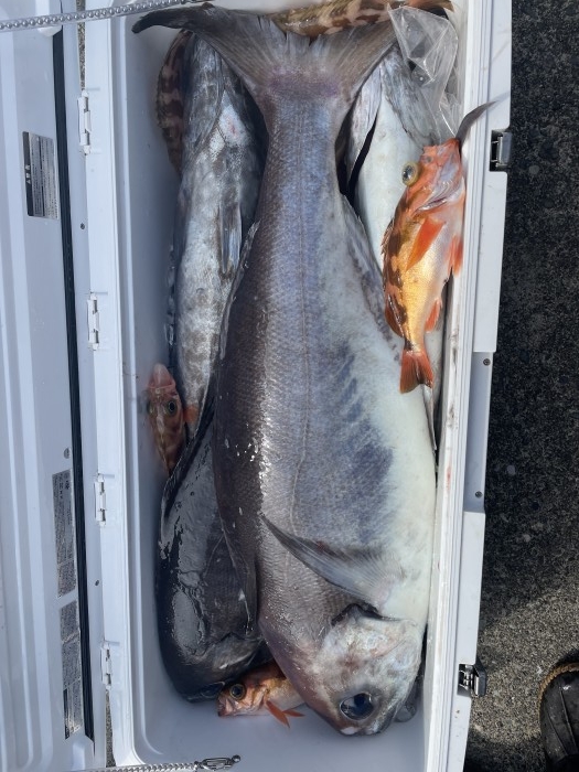 目鯛餌釣りも! の写真