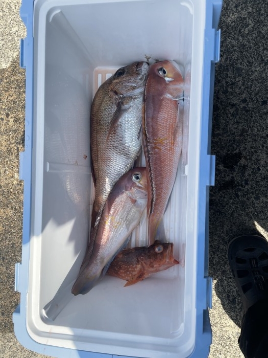 24日タイラバ便 の写真