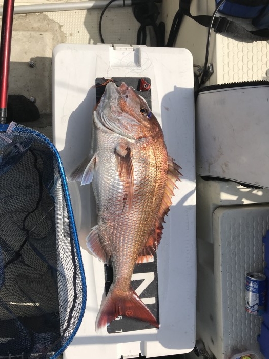 真鯛乗っ込みシーズンが始まりました! の写真