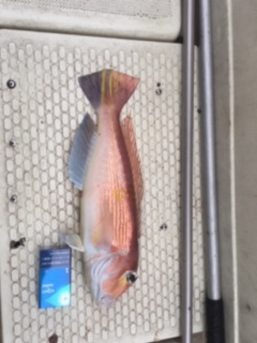 12月23日五目釣り便 の写真