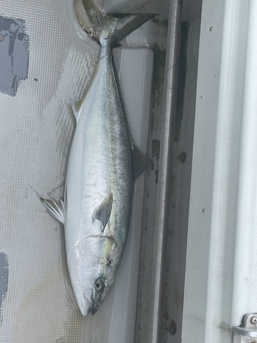 寒ブリ宣言出ていよいよハイシーズン‼️ の写真