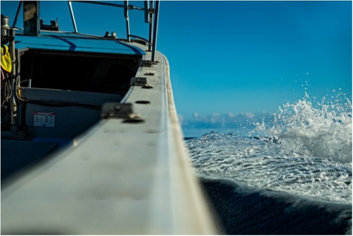 目鯛入って来ています。 の写真